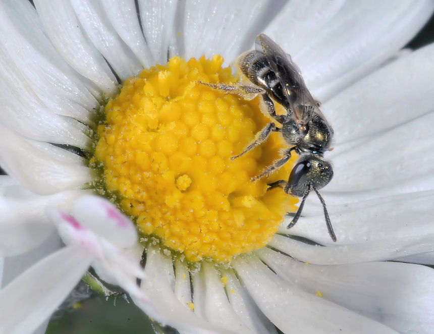Piazza....margherita...